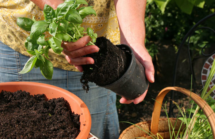 uomo invasa pianta di basilico