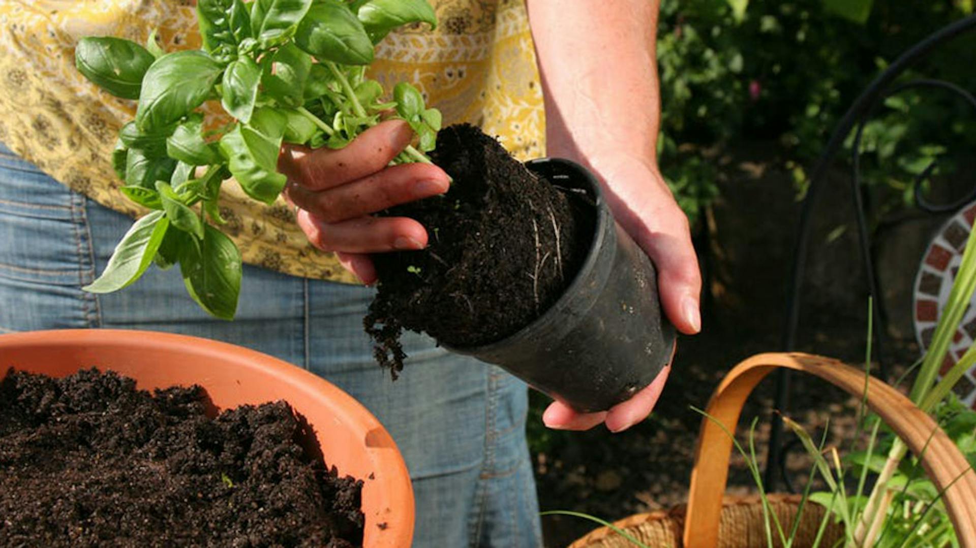 uomo invasa pianta di basilico
