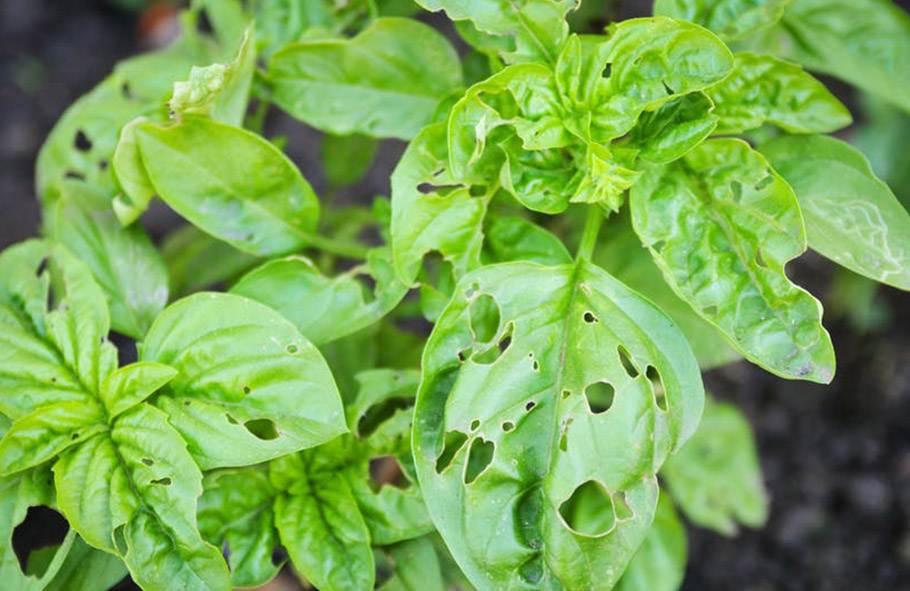 foglie di basilico malate
