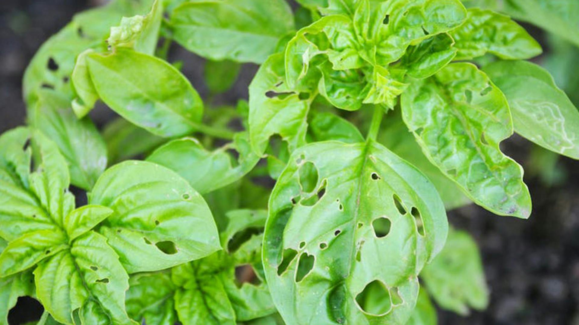 foglie di basilico malate