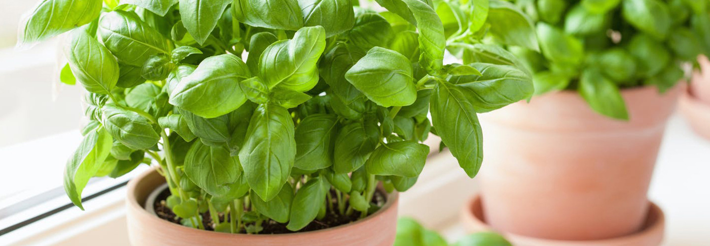 pianta di basilico
