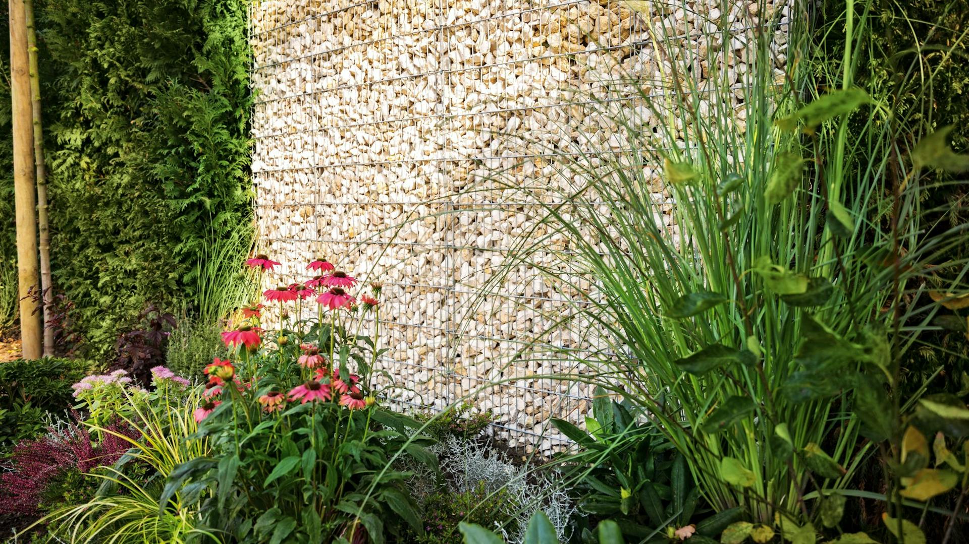 Gabione mit Pflanzen als Sichtschutz im Garten