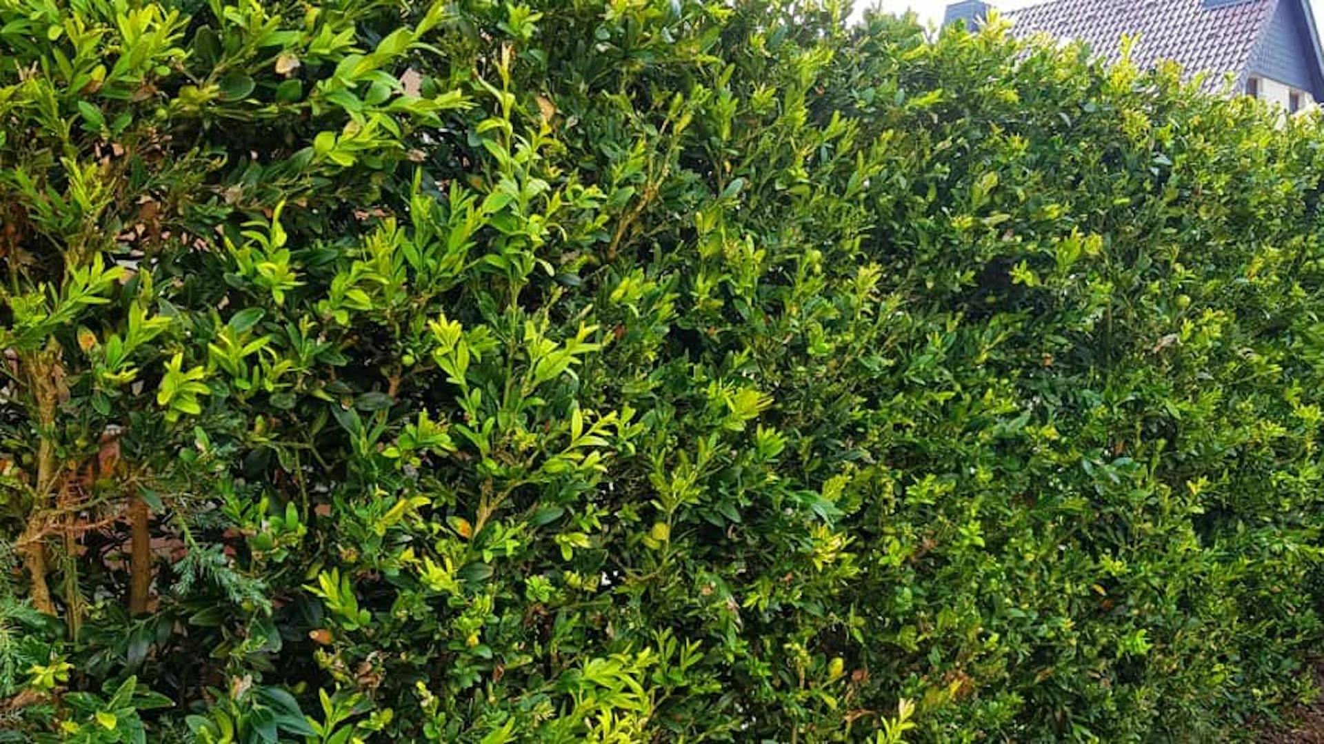 Buchsbaum Sichtschutz