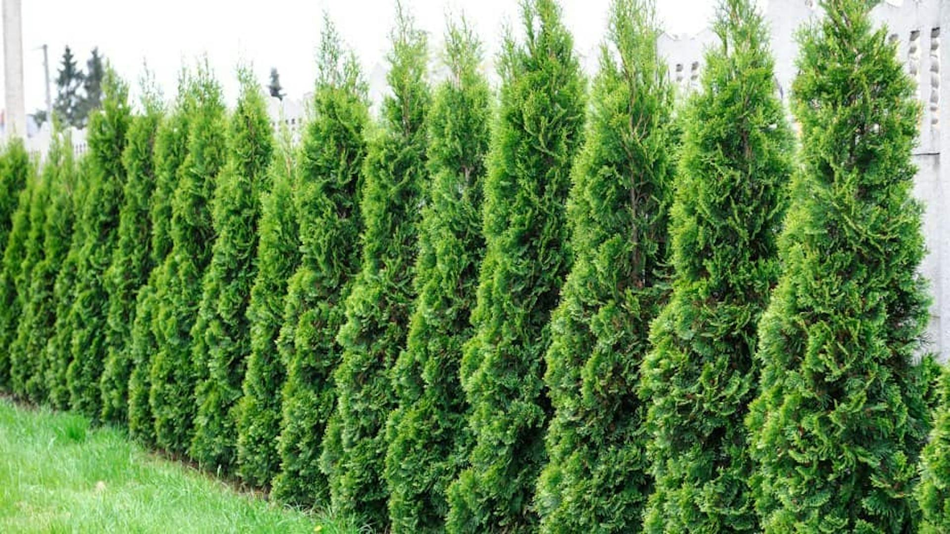 Thujahecke Lebensbaum Sichtschutz