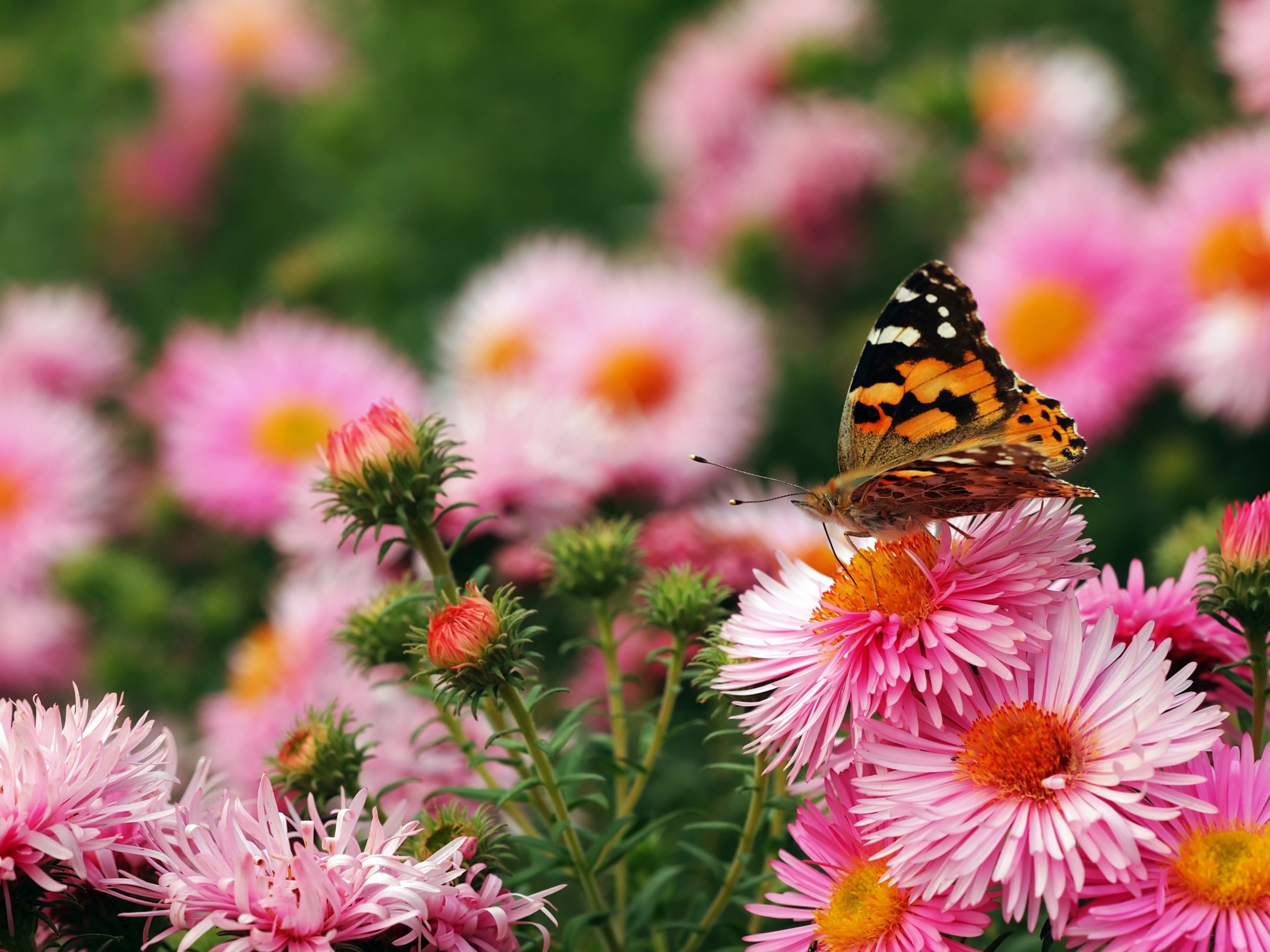 Blühende Blumen im Garten mit Schmetterling