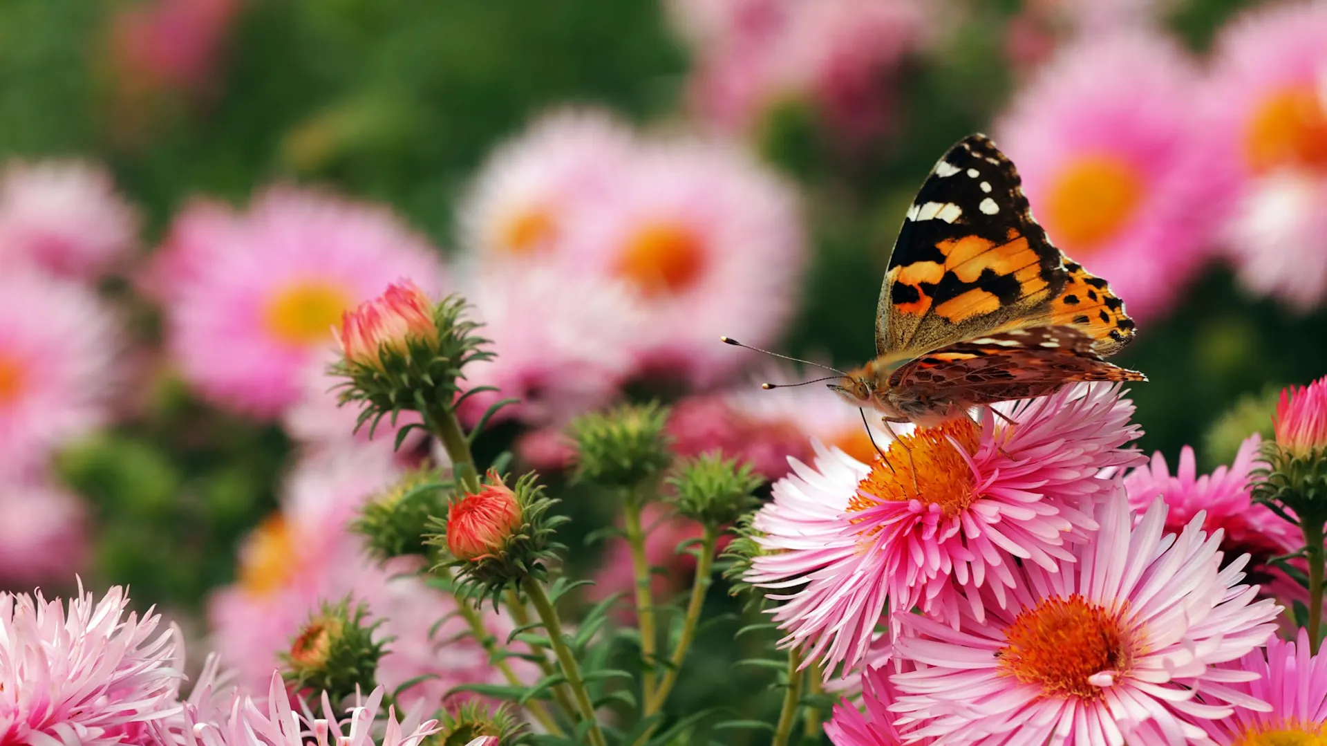 Blühende Blumen im Garten mit Schmetterling
