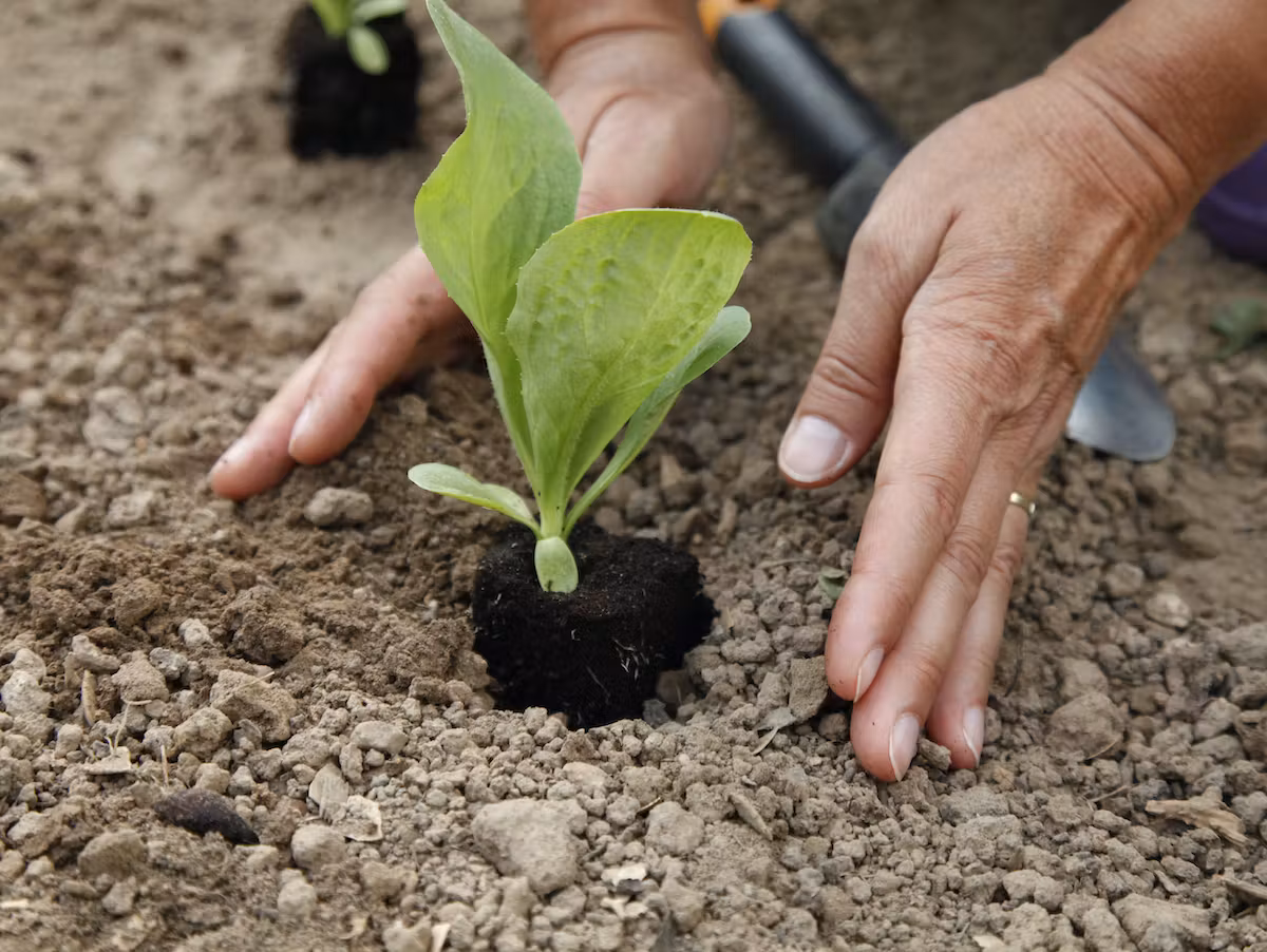Ruce sázející sazenice zeleniny.