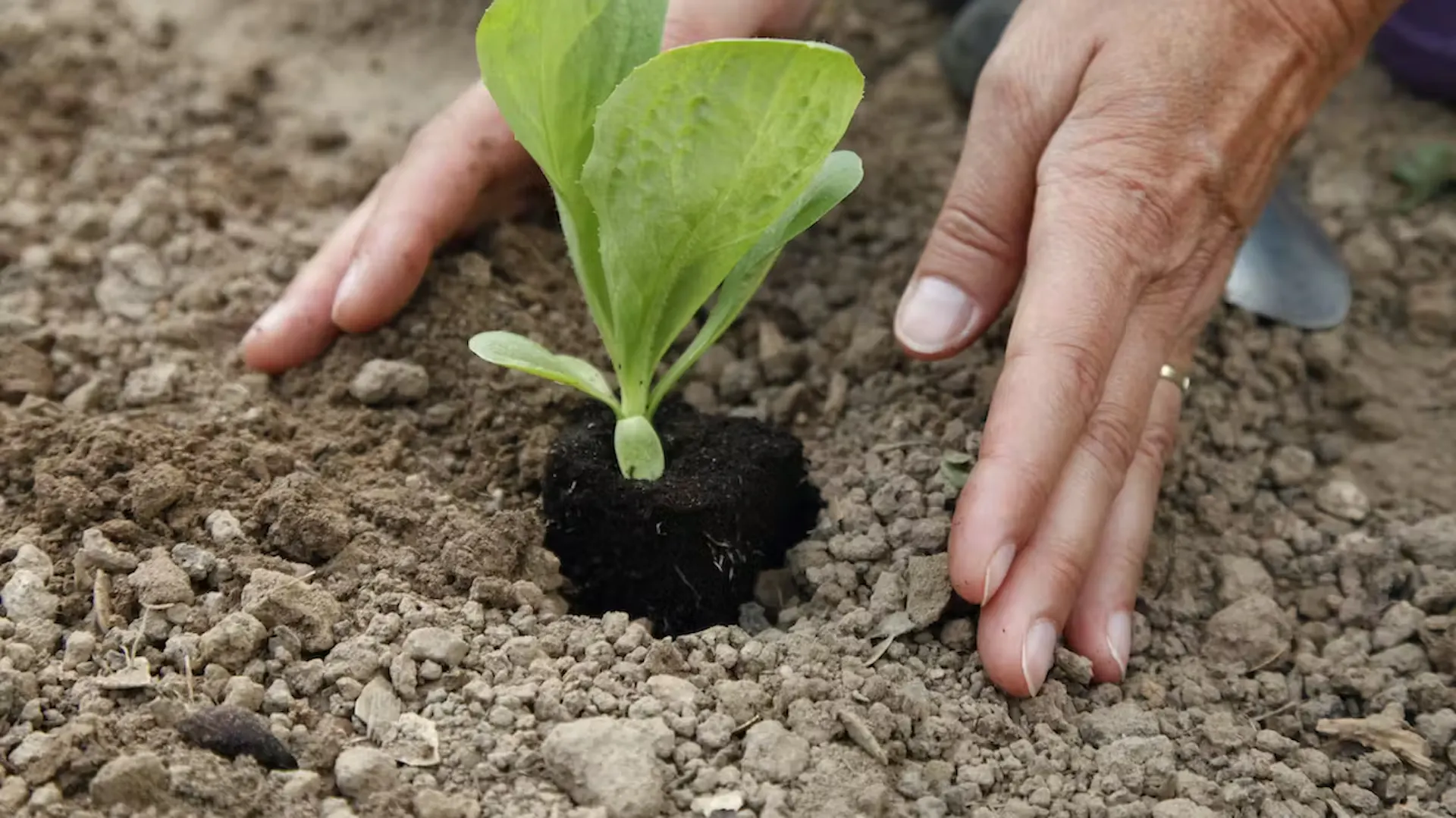 Ruce sázející sazenice zeleniny.